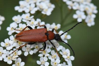 <i>Stictoleptura rubra</i>