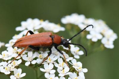 <i>Stictoleptura rubra</i>