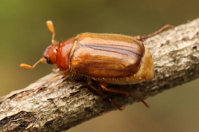 <i>Amphimallon majale</i>