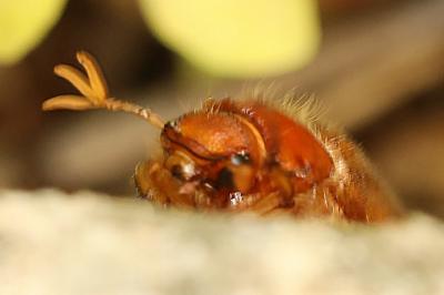 <i>Amphimallon majale</i>
