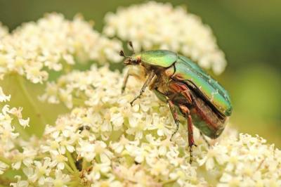 <i>Cetonia aurata</i>