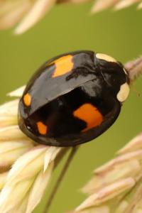 <i>Harmonia axyridis</i>