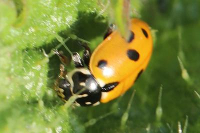 Hippodamia variegata