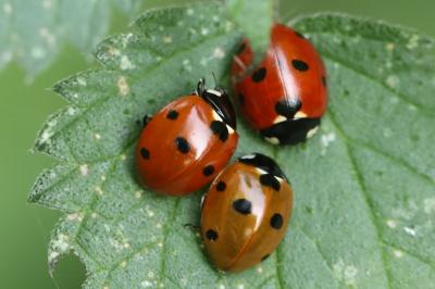 Coccinella septempunctata