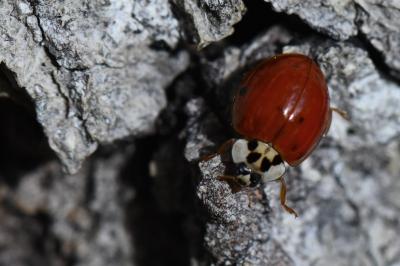 Harmonia axyridis