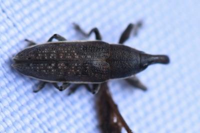 Lixus ochraceus