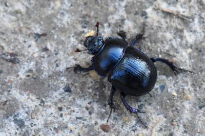 Anoplotrupes stercorosus