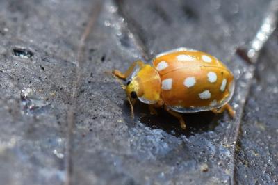 Halyzia sedecimguttata
