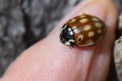 Anatis ocellata