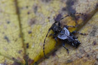 Pogonocherus hispidus