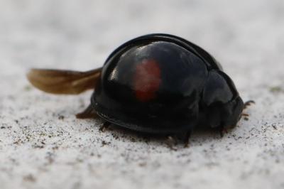Chilocorus renipustulatus