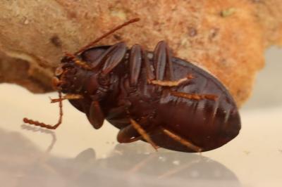 Nalassus laevioctostriatus