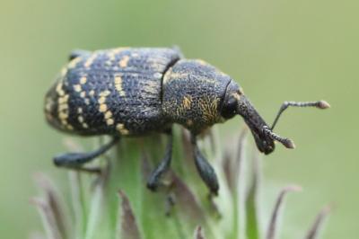 Hylobius abietis