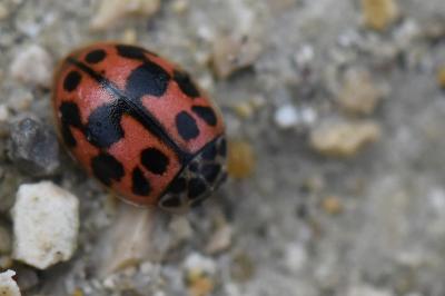 Oenopia conglobata