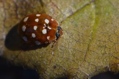 Calvia quatuordecimguttata
