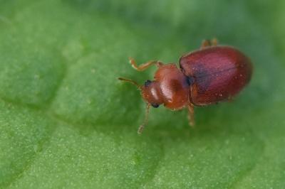 Coccidula rufa
