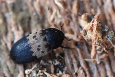Dermestes lardarius