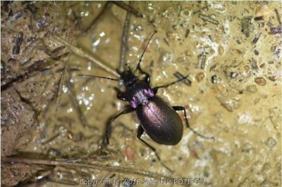 Carabus nemoralis