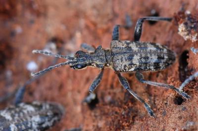 Rhagium inquisitor