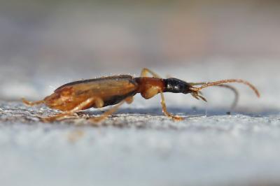 Demetrias atricapillus