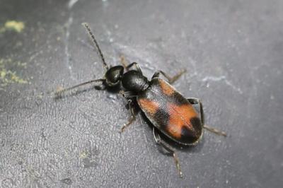 Anthicus antherinus