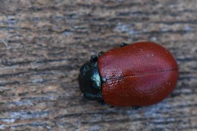 Chrysomela tremula