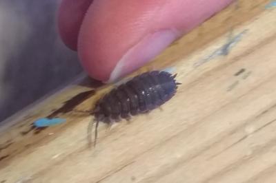 <i>Porcellio scaber</i>