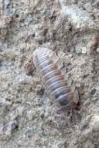 <i>Armadillidium nasatum</i>