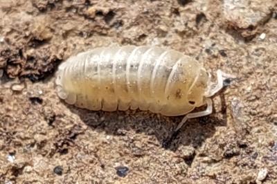 <i>Armadillidium nasatum</i>