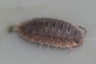 <i>Porcellio scaber</i>
