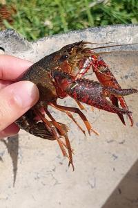 Écrevisse de Louisiane 