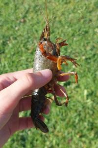 Écrevisse de Louisiane 