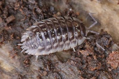 Oniscus asellus