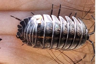 <i>Armadillidium nasatum</i>