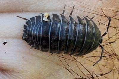 <i>Armadillidium nasatum</i>