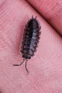 <i>Porcellio scaber</i>