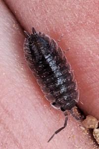 <i>Porcellio scaber</i>