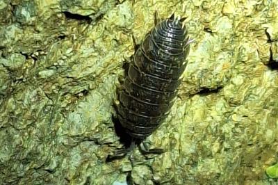 <i>Porcellio scaber</i>