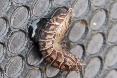 <i>Armadillidium nasatum</i>