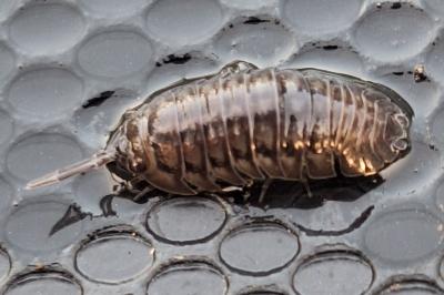 <i>Armadillidium nasatum</i>