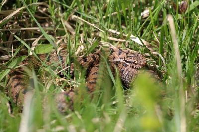 Vipera aspis