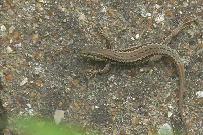 Podarcis muralis