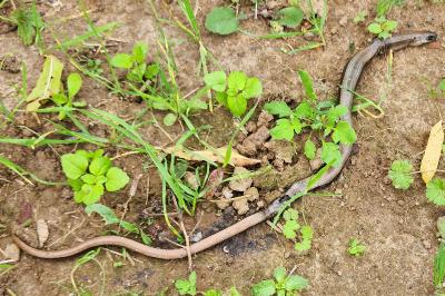 Anguis fragilis