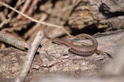 Podarcis muralis