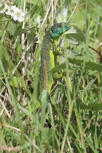 <i>Lacerta bilineata</i>