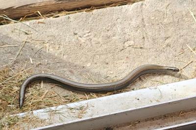 Orvet fragile 