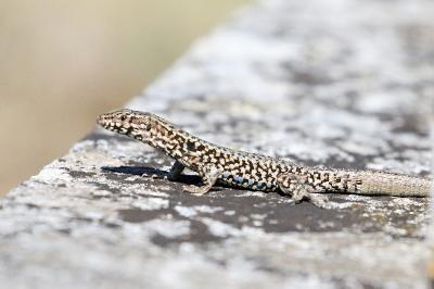 Lézard des murailles 