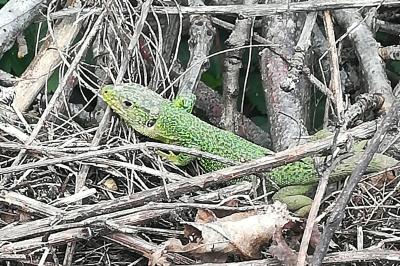 <i>Lacerta bilineata</i>
