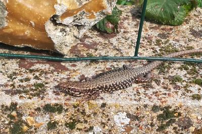 Lézard des murailles 