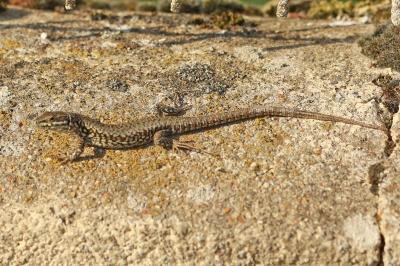 Lézard des murailles 
